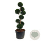 Taxus baccata 150-175 cm cont. 130L multi bol