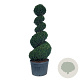 Taxus baccata 200-225 cm cont. 180L spiraal