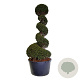 Taxus baccata 200-225 cm cont. 230L spiraal