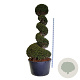 Taxus baccata 200-225 cm cont. 230L spiraal