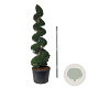Taxus baccata 225-250 cm cont. 180L spiraal