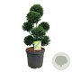 Taxus b. 'Höpken's Gigant' 80-100 cm cont. 55L multi bol