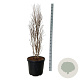 Taxodium dist. Lindsey's Skyward 100-125 cm cont. 55L extra