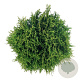 Thuja occ. 'Tiny Tim' 30-40 cm 6,5L