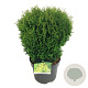 Thuja occ. 'Tiny Tim' 30-40 cm 6,5L