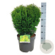 Thuja occ. 'Tiny Tim' 30-40 cm 6,5L