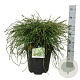 Thuja pl. 'Whipcord' 50-60 cm 15L
