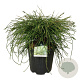 Thuja pl. 'Whipcord' 50-60 cm 15L