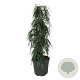 Tsuga can. 'Cole's Prostrate' 125-150 cm 30L extra