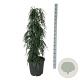 Tsuga can. 'Cole's Prostrate' 125-150 cm 30L extra