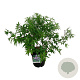 Vitex agnus-castus 80-100 cm 15L