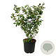 Viburnum carlcephalum 125-150 cm cont. 55L extra