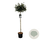 Viburnum 'Eskimo' 120 cm stam 15L