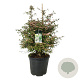 Viburnum plic. 'Molly Schroeder' 100-125 cm cont. 55L extra
