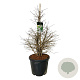 Viburnum plic. 'Molly Schroeder' 100-125 cm cont. 55L extra