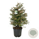 Viburnum plic. 'Molly Schroeder' 125-150 cm cont. 55L extra
