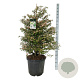 Viburnum plic. 'Molly Schroeder' 125-150 cm cont. 55L extra