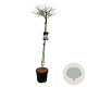 Viburnum plic. 'Watanabe' 120 cm stam 15L