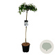 Viburnum plic. 'Watanabe' 120 cm stam 15L
