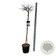Viburnum plic. 'Watanabe' 120 cm stam 15L