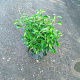 Hedera hel. 'Arborescens' 50-60 cm 10L