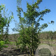 Acer campestre 200-250 cm draadkluit meerstammig