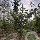 Acer campestre 250-300 cm draadkluit meerstammig