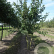 Acer campestre 250-300 cm draadkluit meerstammig