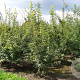 Acer campestre 250-300 cm draadkluit meerstammig