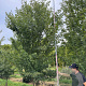 Acer campestre 400-450 cm draadkluit meerstammig