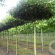 Acer campestre 'Elsrijk' 12-14 cm draadkluit dakvorm