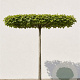 Acer campestre 'Elsrijk' 12-14 cm draadkluit dakvorm