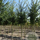 Acer campestre 'Elsrijk' 14-16 HO draadkluit