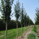 Acer campestre 'Lienco' 12-14 HO draadkluit