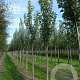 Acer freemanii 'Armstrong' 16-18 HO draadkluit