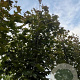 Acer plat. 'Royal Red' 14-16 HO draadkluit