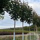 Acer plat. 'Royal Red' 14-16 HO draadkluit
