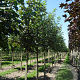 Acer pseudoplatanus 14-16 HO draadkluit