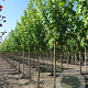 Acer rubrum 'Scanlon' 14-16 HO draadkluit