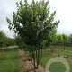 Acer rubrum 300-350 cm draadkluit meerstammig