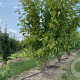 Acer saccharinum 'Pyramidale' 300-350 cm draadkluit meerstammig