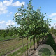 Alnus glutinosa 250-300 cm draadkluit meerstammig