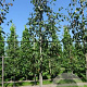 Amelanchier 'Ballerina' 10-12 cm draadkluit geveerd