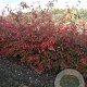Amelanchier lamarckii 175-200 cm draadkluit meerstammig solitair