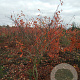 Amelanchier lamarckii 175-200 cm draadkluit meerstammig solitair
