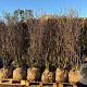 Amelanchier lamarckii 200-250 cm draadkluit meerstammig solitair