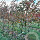 Amelanchier lamarckii 250-300 cm draadkluit meerstammig