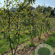 Amelanchier lamarckii 250-300 cm draadkluit meerstammig