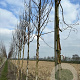 Betula albosin. 'Fascination' 10-12 HO draadkluit