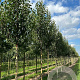 Betula albosin. 'Fascination' 10-12 HO draadkluit